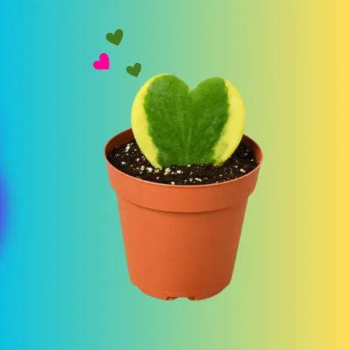 Hoya 'Sweetheart Variegated' | 4" Pot