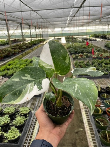 Philodendron 'White Princess' | 6" pot