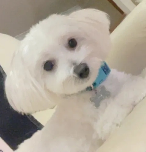 Walshy Spa/Groomer Day!