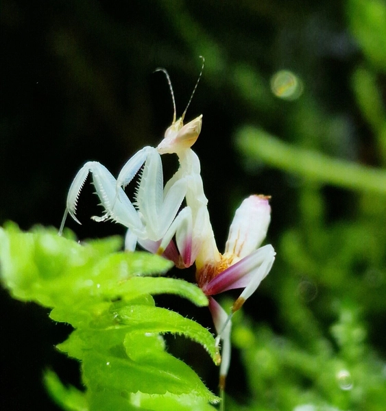 3rd instar Hymenopus Coronatus (Orchid Praying Mantis) - Sold as live food