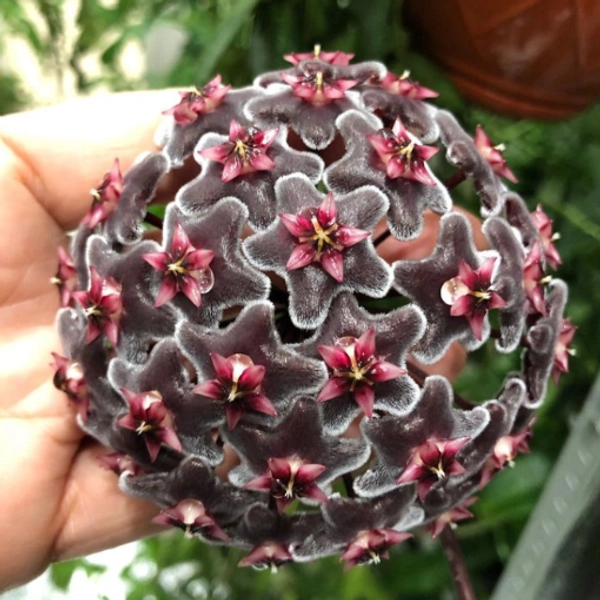 Hoya Hawaiian Purple