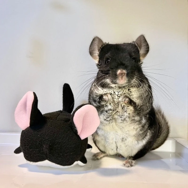 Chinchilla Buddy - Soft Antipill Fleece Friend for Cozy Cuddles, chinnie buddy