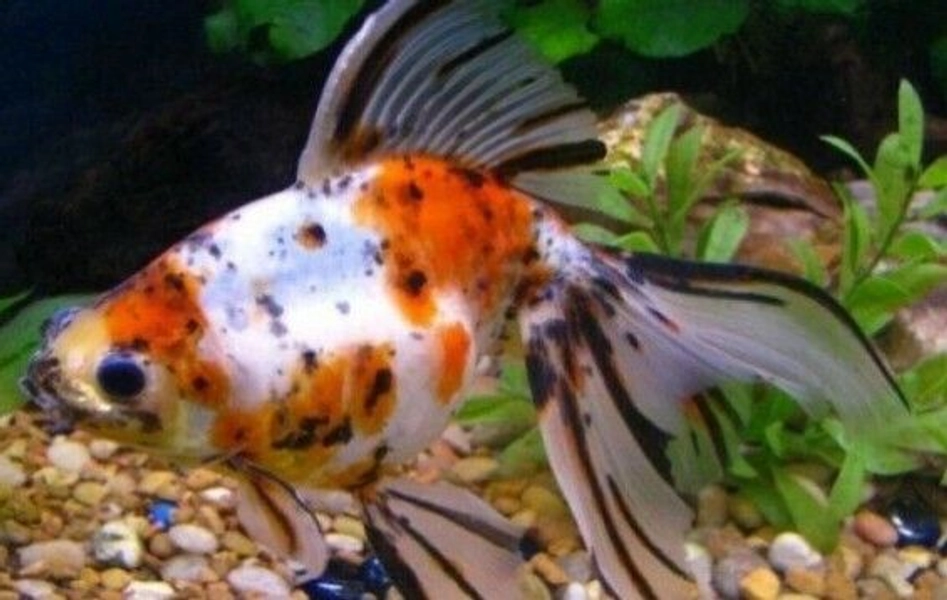 CALICO GOLDFISH ** FANCY GOLDFISH ** FANTAIL ** COLDWATER FISH **