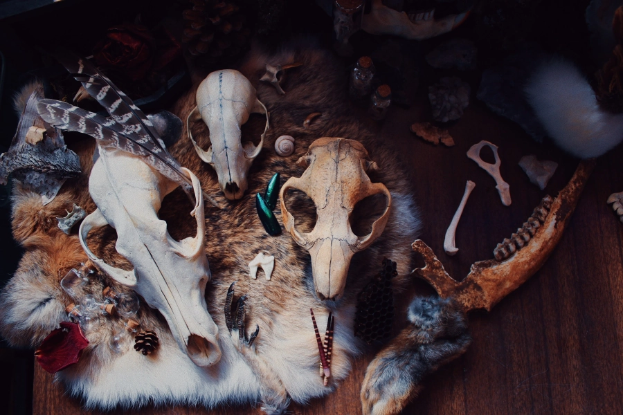 Mystery Box | Vulture Culture | Skull Box | Oddity Box