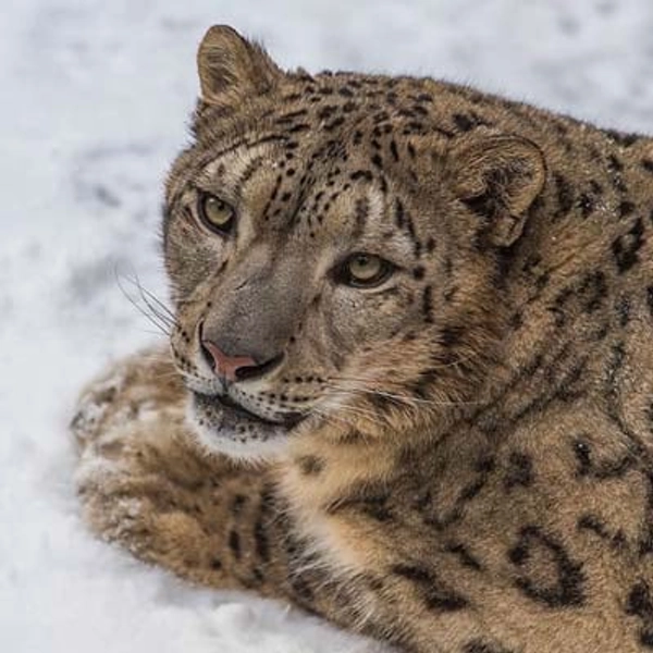 Adopt a Snow Leopard | Symbolic Adoptions from WWF