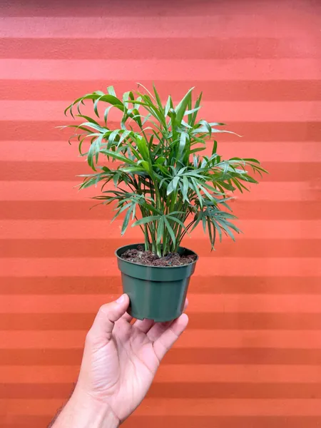 Parlor Palm - Neanthe bella palm - Chamaedorea elegans | Indoor & Outdoor Live Tropical House plant | Easy Care Tree in 4&quot; or 6&quot; Inch Pot