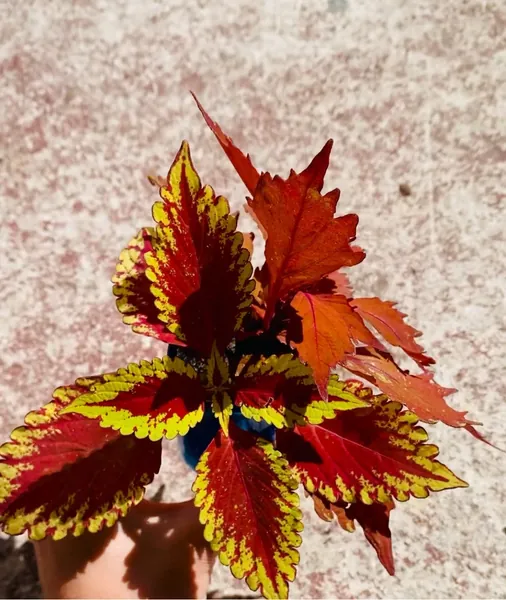 Contrasting Two Cuttings Deal Coleus “Rose Gold Curry” and Coleus “Flame Thrower”