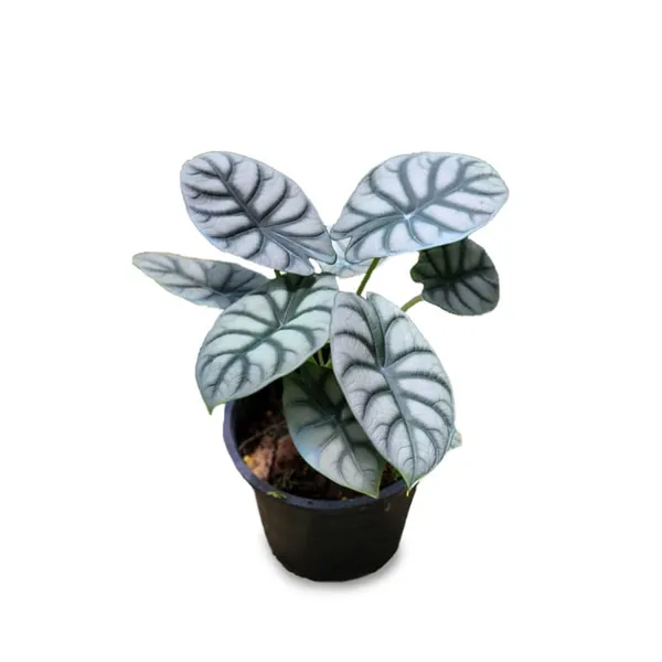 Silver Dragon Alocasia Pothos Houseplant Live Plant Rare House Plants