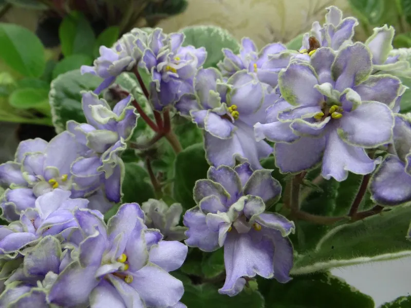 Sorra fuzzy face African violet starter plant (ALL Starter PLANTS require you to purchase 2 plants!)