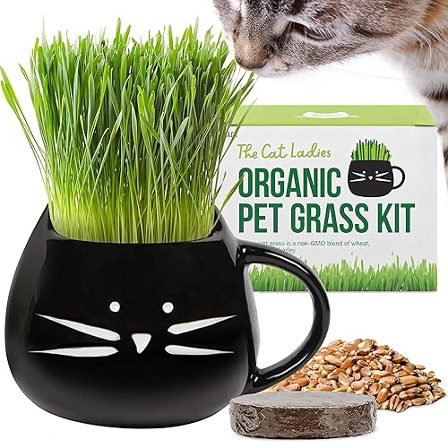 The Cat Ladies Organic Cat Grass for Indoor Cats - Growing Kit with Organic Seed Mix, Soil and Black Cat Planter. Natural Hairball Control and Digestion Remedy, Cat Gifts