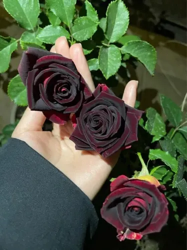 Roses