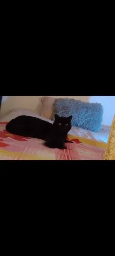 For the medical expenses of my cats 😖❤️‍🔥