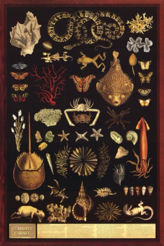 Curiosity Cabinet Under Water Educational Chart Poster 24 x 36in - 