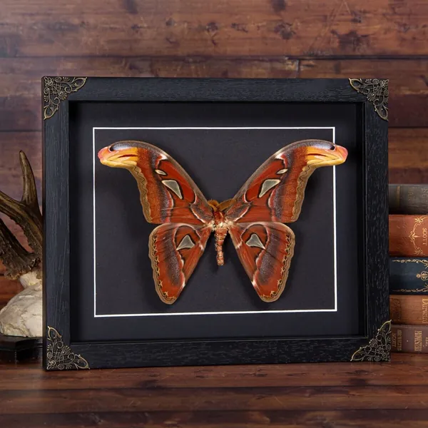 Male Atlas Moth in Baroque Style Box Frame, Moth Frame, Butterfly Frame, Butterfly Taxidermy