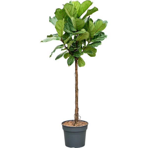 Ficus Lyrata