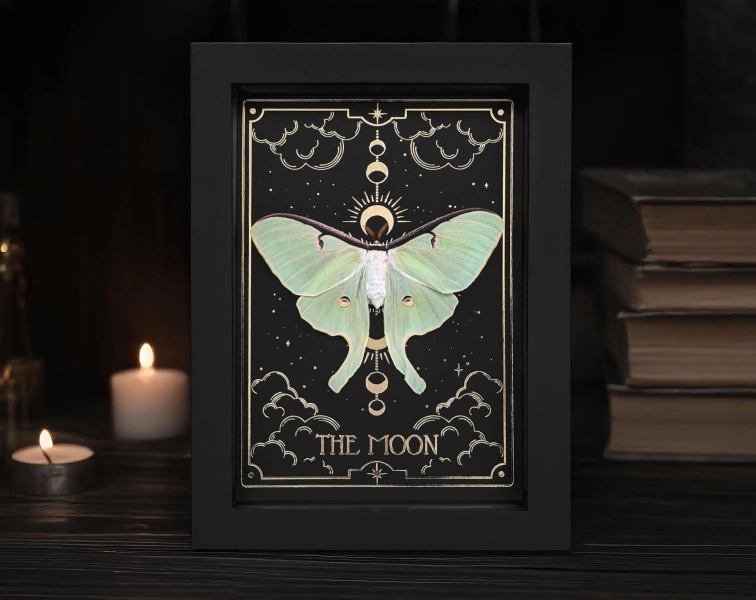 Actias Luna Moth Butterfly The Moon Tarot Shadow Box Insect Frame Taxidermy Gothic Witch Gift Oddity Wall Decor