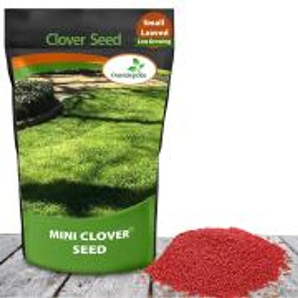 Miniclover Seeds (1 lb)