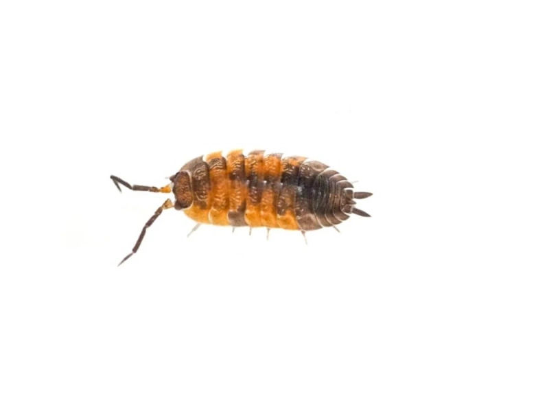 Porcellio scaber 'Lava' Isopods (10 count)