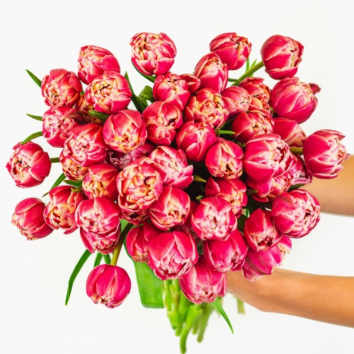 Pink Peony Tulips - Regular Shipping