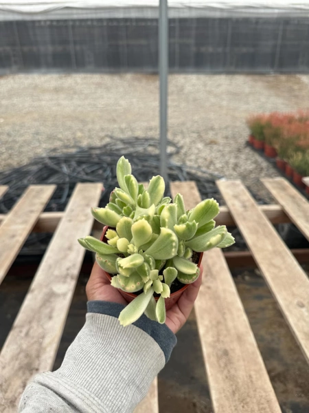 Bear Paw Variegated, Live Plant - Etsy Canada