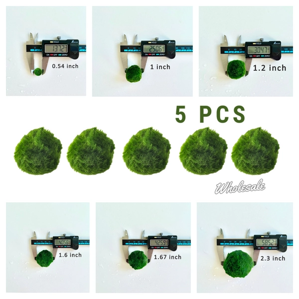 5PCS 3 Month 0.5-0.8cm Marimo Moss Ball Aegagropila Linnaei Live Aquarium Plant