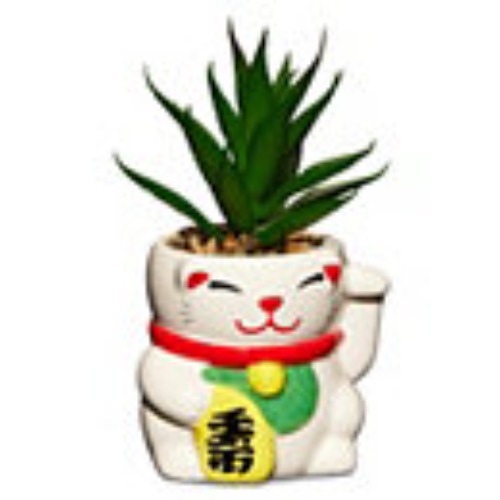 Lucky Cat Planter - Spencer's