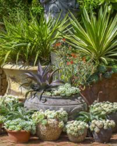 Garden plants and pots 