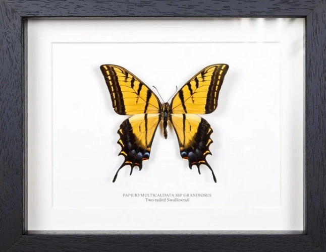 Two-tailed Swallowtail Butterfly Display (Papilio multicaudata ssp grandiosus)