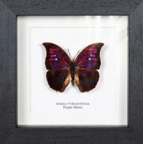 Purple Mimic Butterfly Display (Anaea tyrianthina)