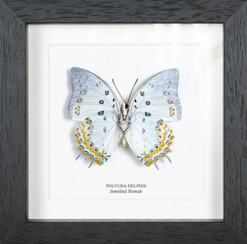 Jewelled Nawab Butterfly Display (Polyura delphis)