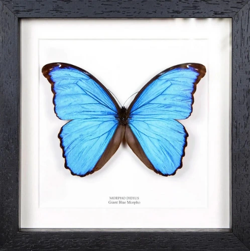 Blue Morpho Butterfly Display (Morpho didius)