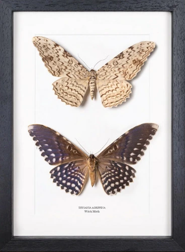 Witch Moth Pair Display (Thysania agrippina)
