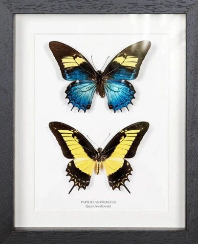 Queen Swallowtail Male Female Pair Display (Papilio androgeus)