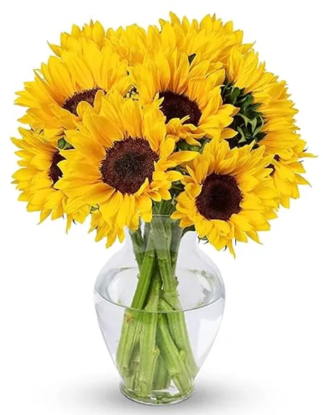 Benchmark Bouquets, 10 Stem Sunflowers, Glass Vase Included, Gift Fresh Flowers for Christmas, Holiday, Birthday, Anniversary, Sympathy, Congratulations, Thank You