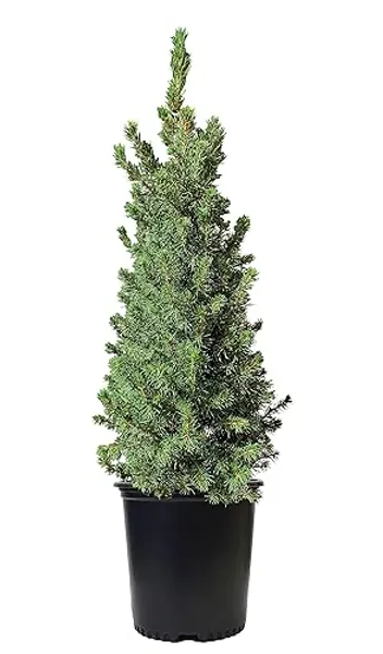 Green Promise Farms ENPCGC Outdoor Mini Christmas Tree, Evergreen Live, Picea Glauca ‘Conica’ Dwarf Alberta Spruce, 1-Gallon Potted Plant