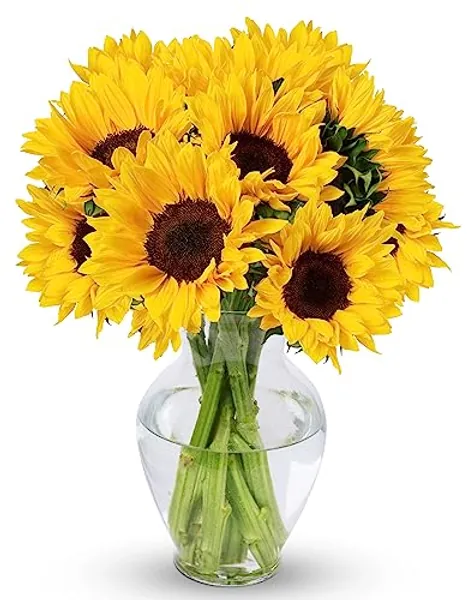Benchmark Bouquets, 10 Stem Sunflowers, Glass Vase Included, Gift Fresh Flowers for Birthday, Anniversary, Get Well, Sympathy, Congratulations, Thank You, Just Because