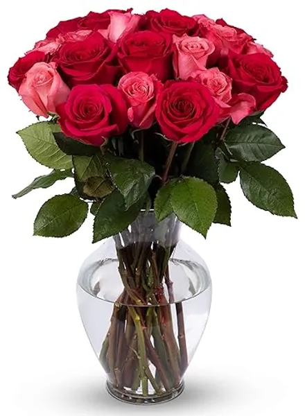 Benchmark Bouquets - 24 Stem Blushing Beauty Roses, Glass Vase Included, Gift Fresh Flowers for Valentine’s Day, Birthday, Anniversary, Get Well, Sympathy, Congratulations, Thank You, Just Because - Pink