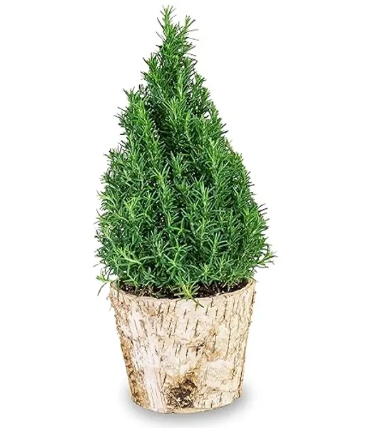 Rosemary Topiary in a Birch Bark Container - Holiday Gift with Fragrant Foliage | Easy to Grow