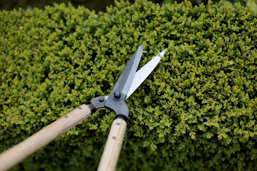 Niwaki Garden Shears - Used All Over The Garden