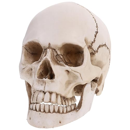 Holibanna Human Skull Model with Movable Jaw Teaching Model Lifesize Human skeleton Anatomical Head Bone Model for Halloween Fancy Dress Party Decoration