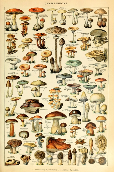Vintage Mushrooms Botanical Chart Poster Print