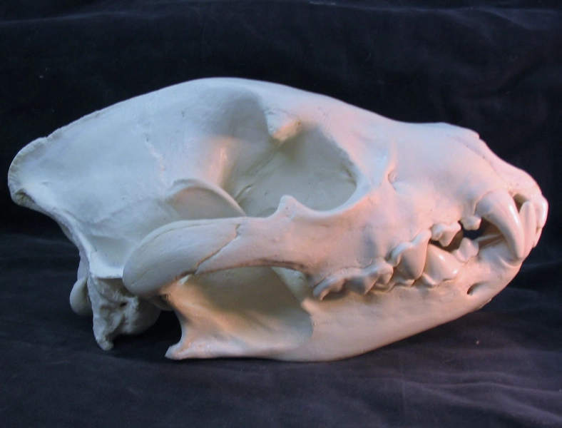 Huge spotted hyena skull replica