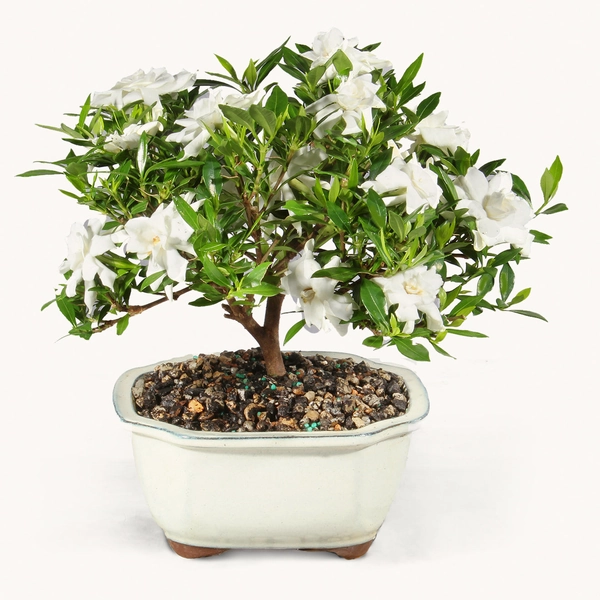 Gardenia 🍀 𐙚₊˚