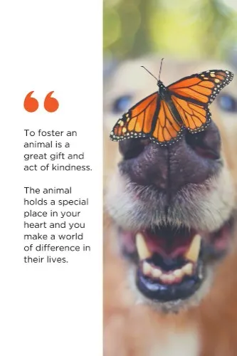 Treats for Fostered Pets ♡