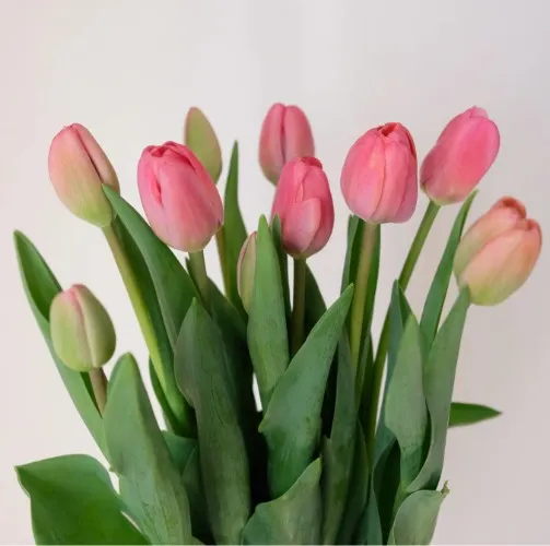Fresh Flowers