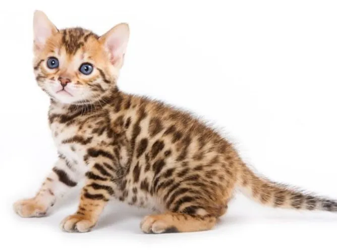 Male Orange Bengal Kitten