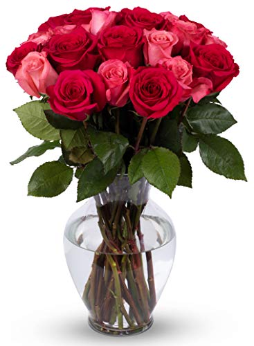 Benchmark Bouquets 24 stem Blushing Beauty Roses, Next Day Prime Delivery, Farm Direct Fresh Cut Flowers, Gift for Anniversary, Birthday, Congratulations, Get Well, Home Décor, Sympathy, Christmas - Pink