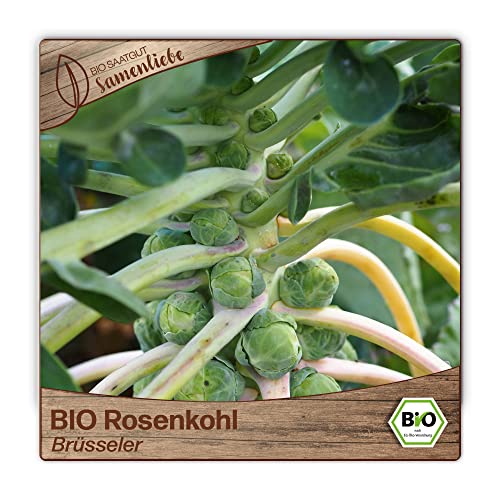 Samenliebe BIO Rosenkohl Samen alte Sorte Brüsseler Grün 200 Samen samenfestes Gemüse Saatgut für Gewächshaus Freiland und Balkon BIO Gemüsesamen winterhart