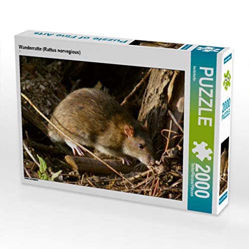 CALVENDO Puzzle Wanderratte (Rattus norvegicus) 2000 Teile Lege-Größe 90 x 67 cm Foto-Puzzle Bild von Kattobello - 2000 Teile