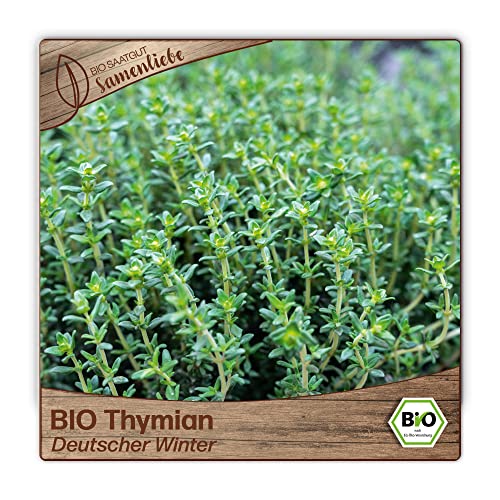 Samenliebe BIO Thymian Samen alte Sorte Deutscher Winter Grün 1000 Samen samenfestes Kräuter Saatgut für Küche indoor und Balkon Garten BIO Kräutersamen mehrjährig und winterhart